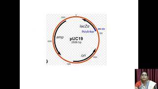 Plasmid Vectors  VHNSNCollege Autonomous [upl. by Ardnasil]