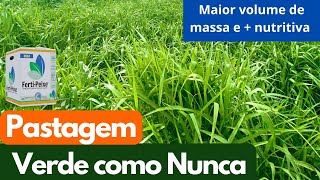 Adubação no Capim Brachiaria  Extrema Brotação  Adubo Orgânico  Herbicida  Uréia  FertiPeixe [upl. by Wilen]