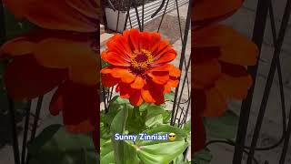 🧡🌱Growing Zinnias in Containers in Zone 8 [upl. by Eleanor568]