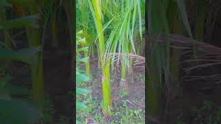 Royal palm plants youtubeshorts viralvideo [upl. by Hairim]