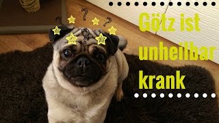 Hund Götz hat Epilepsie  Der Anfall die Diagnose die Medikamente [upl. by Adolfo301]