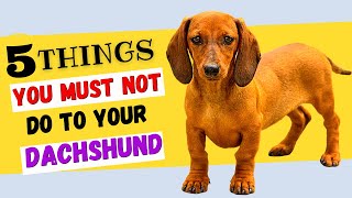 5 Things You Must NOT Do To Your Dachshund  All DACHSHUND Owners Must Watch [upl. by Yennaiv52]