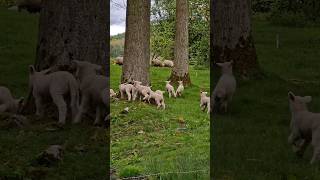 LAMBS🥰More PURE JOYFUL ANTICS No2 ❤️🐑😅Shorts adorableanimals lambs operamusic [upl. by Nnalatsyrc788]