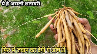 हर दुखों की एक दवा शतावरी का पौधा  Shatavari Plant care and benefits [upl. by Rimma]