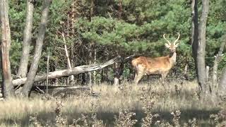 Cervus elaphus LМолодий самець під час гону [upl. by Gilletta486]