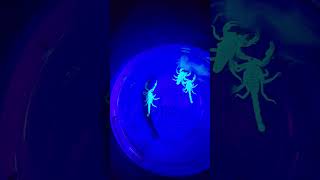 Catching scorpions with a UV light in Montana scorpion montana [upl. by Keen]