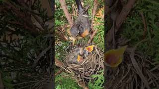 American Robin Nest  Journey from Building Nest to Chirping Nestlings [upl. by Hathcock]