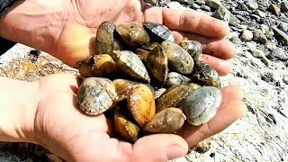 Foraging Mosaic Clams in Kalloni Gulf  Lesvos island Greece [upl. by Noakes]