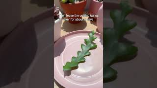 How to propagate a Fishbone cactus 🌵 succulentsbox succulent cactus propagation shorts [upl. by Allister45]