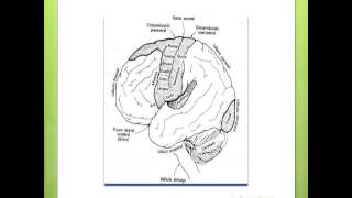 10 Corteza Cerebral [upl. by Ettesel46]