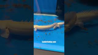 Platinum Endlicheri Bichir Grade A [upl. by Nabalas182]