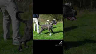 Available 6 month old Presa Canario female pup out of De la Arena kennels  AVD eV working dogs [upl. by Odnomar]