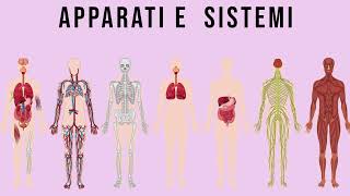 Differenza tra Apparato e Sistema  Pillole di Scienza [upl. by Aidil]