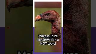 Why Are Africa’s Vultures Vanishing The Shocking Truth birds conservation [upl. by Ecirtra629]