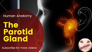 Human Anatomy  Head and Neck Lectures  The parotid gland [upl. by Airebma]