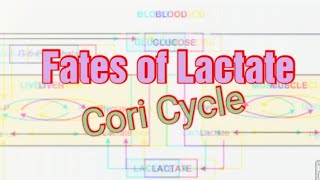 Fates of Lactate Biochemistry Cori Cycle Lactic Acid Cycle Lactate Propanediol Pathway [upl. by Ameekahs961]