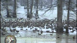 Kirk McCulloughs Green Timber Duck Hunting [upl. by Michaelina]