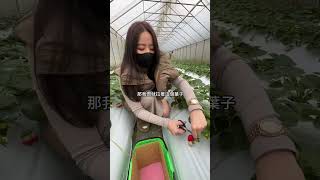 連採草莓也是要穿拖鞋 斑比 hsiavv 夏筠婷 [upl. by Artsa522]