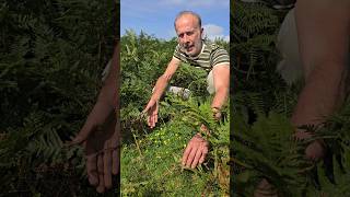 Abundant Tormentil potentilla erecta nativeplants explore foraging herbs permaculture [upl. by Dnalsor]