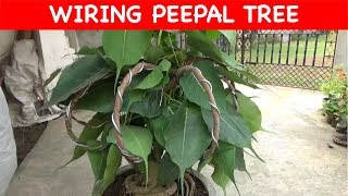 Peepal tree Wiring  Decoration update with English Subtitle [upl. by Ekeiram]