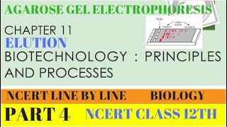 PART4 AGAROSE GEL ELECTROPHORESISBIOTECHNOLOGY PRINCIPLES AND PROCESSESCHAPTER 11 CLASS 12 BIO [upl. by Werby573]