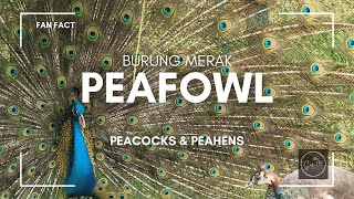 PEAFOWLPEACOCKSPEAHENS [upl. by Asilav]