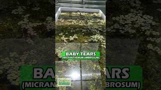 BABY TEARS  CARPETING FOREGROUND PLANT MICRANTHEMUM UMBROSUM COMING SOON [upl. by Nnahs]