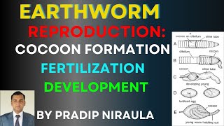 COCOON FORMATION FERTILIZATION AND DEVELOPMENT IN EARTHWORM I CLASS 11 ZOOLOGY II PRADIP NIRAULA [upl. by Lleral]