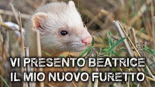 Vi presento BEATRICE  IL MIO NUOVO FURETTO [upl. by Nnewg]