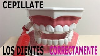 cepillado de dientes correcto Técnica de Bass modificada  salud bucal [upl. by Latonia]