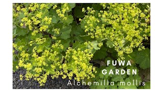 アルケミラモリス 爽やかな黄色い小花が可愛い Alchemilla mollis｜｜FUWA Garden｜｜｜ [upl. by Crescen]