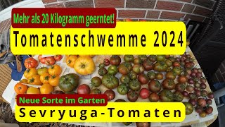 Tomatenschwemme  Unglaublich viel Tomaten in 2024 [upl. by Cariotta]