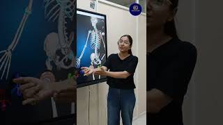 Bones of forelimbs  Locomotion and movement  class 11 By Dr Priyanka anatomytrains bones [upl. by Leor]