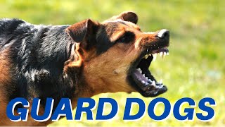 DOGS BARKING Angry Dogs  Real Guard Dogs  Defending You Free Download MP3 [upl. by Karina]