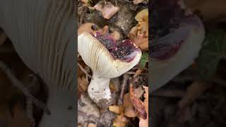 Сироїжка винночервона  Russula vinosa  ліс гриби nature fungi [upl. by Liag473]