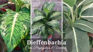 Dieffenbachia Plant Care and Propagation  Dieffenbachia Varieties  Dumb Cane Plant [upl. by Mycah480]