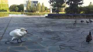 fight swan vs canada goose leader [upl. by Zelig]