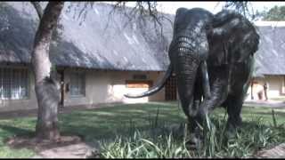 Letaba Rest Camp [upl. by Esaertal]