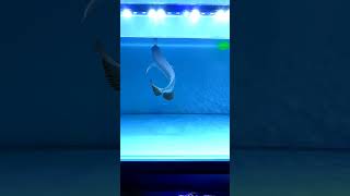 Asian Arowana Jump  How An Arowana Jumps [upl. by Au614]