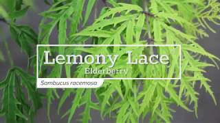 30 Seconds with Lemony Lace® Elderberry [upl. by Nica]