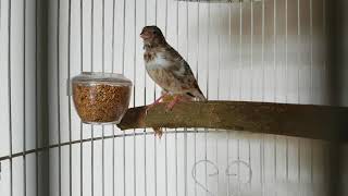 Black Throat Finch singing [upl. by Lora977]