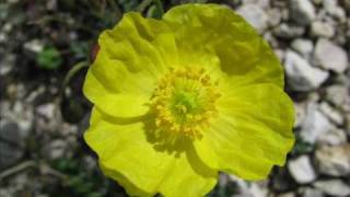 Gelber AlpenMohn Papaver alpinum Eine Diaschau von Karin und Wolfgang Schmökel [upl. by Chon574]