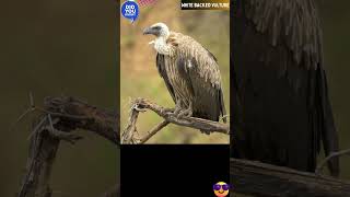 WHITEBACKED VULTURE AUDIO DISCOVER WHATZ UNIQUE WHITEBACKEDVULTUREAccipitridae AFRICA IUCN [upl. by Hamlet940]