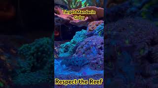 Saltwater Reef Aquarium The Target Mandarin Goby [upl. by Alviani]