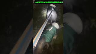 a winter walk before bed shelterdog rescuepup cute dogrescueshelter puppy [upl. by Angrist]