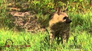 Aardwolf marking territory at Duba Plains [upl. by Laurie]