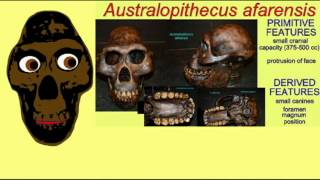 HOMINID FAMILY TREE 3 GRACILE AUSTRALOPITHECINES [upl. by Rosane]