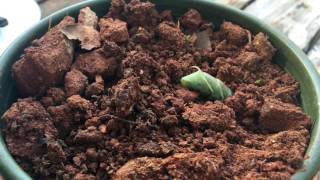 Tobacco Hornworm ready to pupate [upl. by Wynn285]