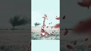 Windy 🦒🍃  Speed Edit 🎥 2018 About 10 hours of creation in 60 seconds art speededit photoshop [upl. by Tala]