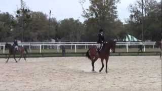 Hits Novice Equitation Flat [upl. by Anegue]